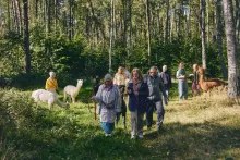 „Knots and Patterns” - alpaki