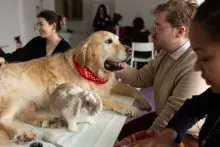 zajęcia dla studentów z terapii antystresowej z udziałem zwierząt