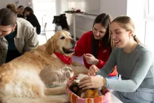 zajęcia dla studentów z terapii antystresowej z udziałem zwierząt