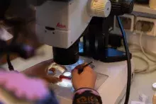 laboratoria Europejskiego Instytutu Morskiego (IUEM) w Plouzané